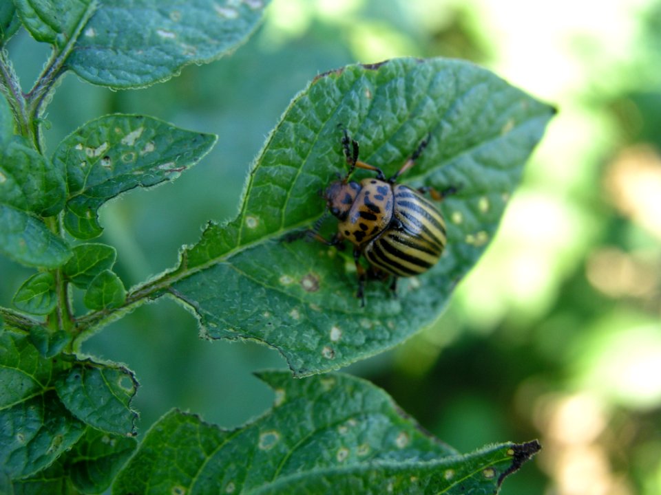 Insect Invertebrate Membrane Winged Insect Organism