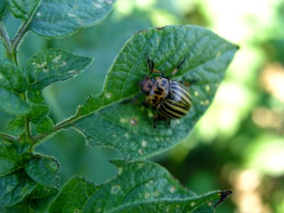 Insect Invertebrate Membrane Winged Insect Organism