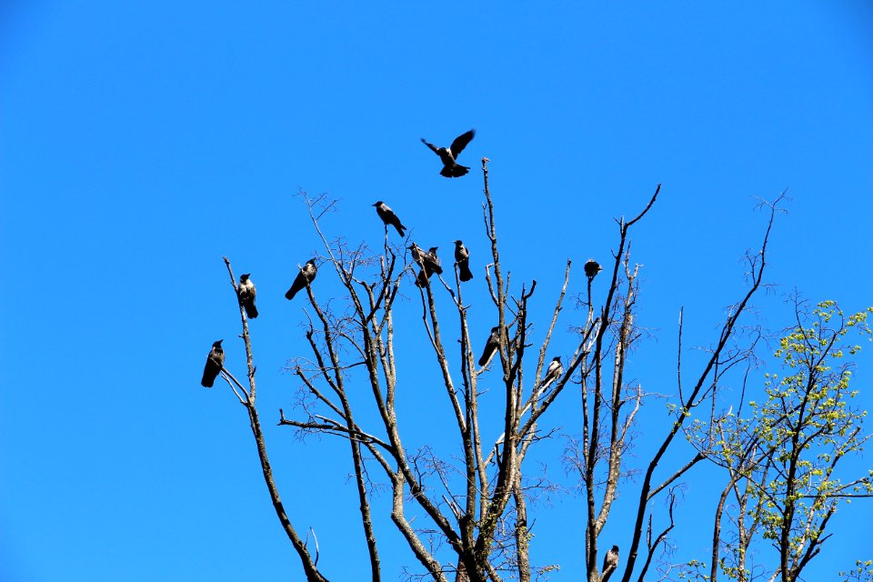Sky Bird Branch Tree