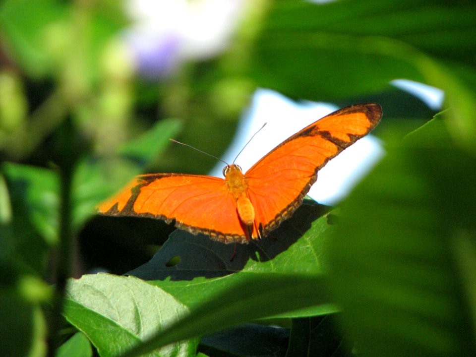 Butterfly Insect Moths And Butterflies Lycaenid