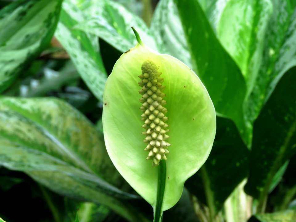Plant Leaf Arum Family Plant Stem