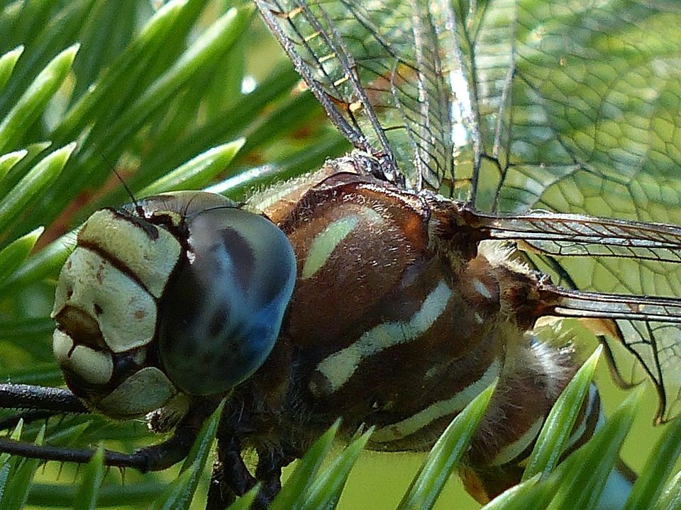 Brown macro head