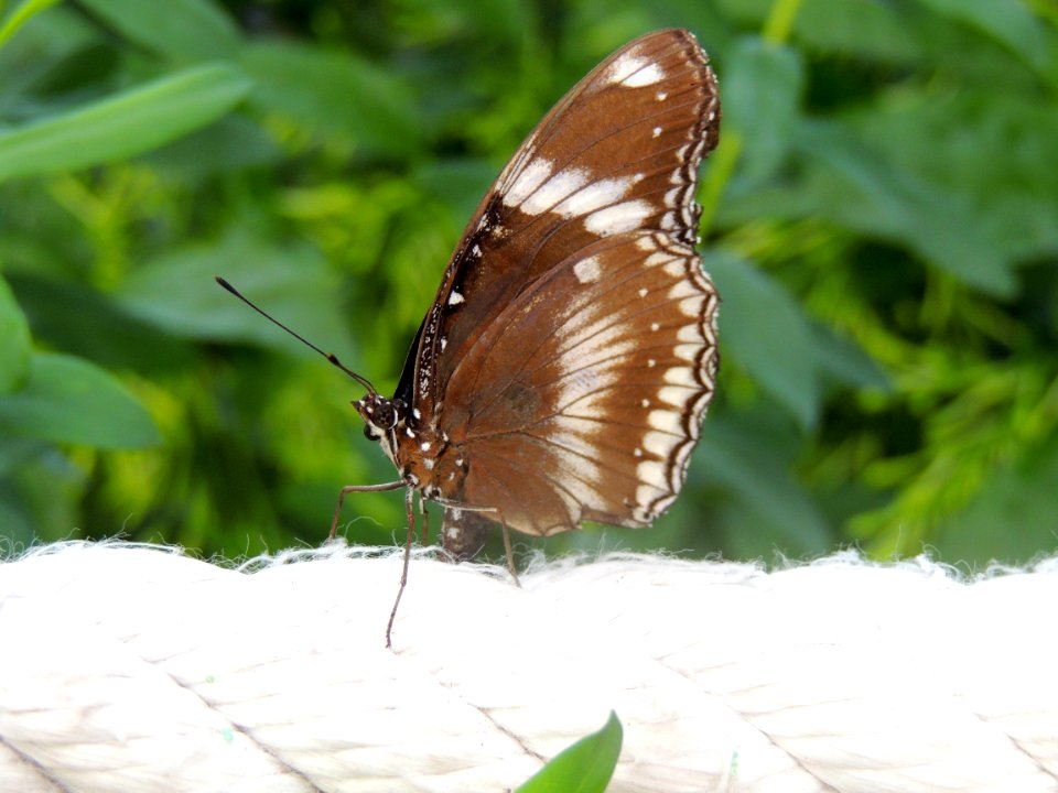 Butterfly Moths And Butterflies Insect Invertebrate