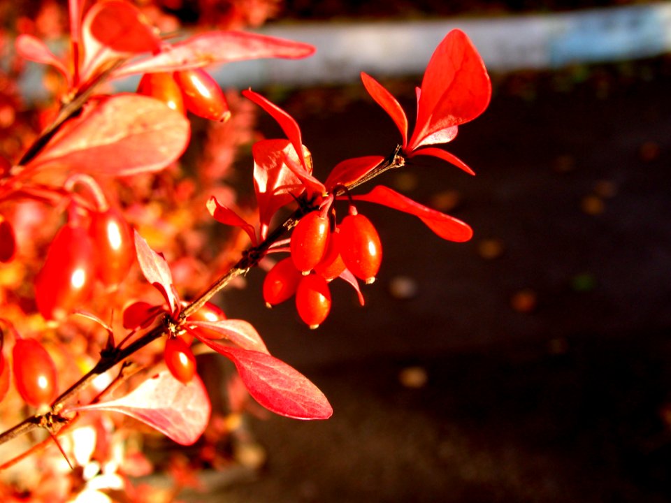 Red Leaf Plant Branch