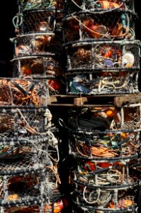 Scrap Animal Source Foods