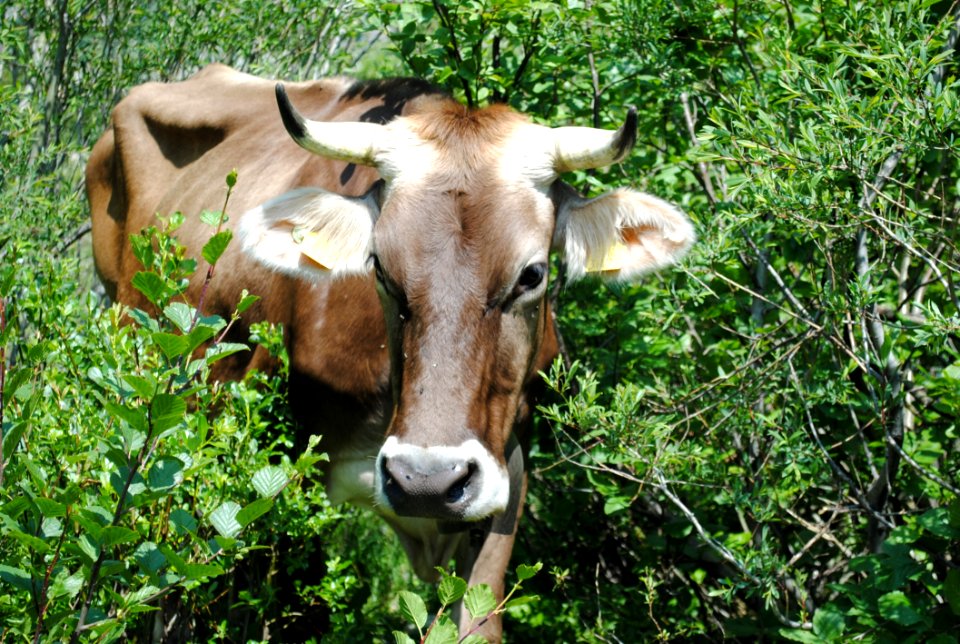 Cattle Like Mammal Fauna Wildlife Grazing
