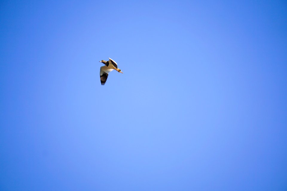 Sky Bird Daytime Cloud