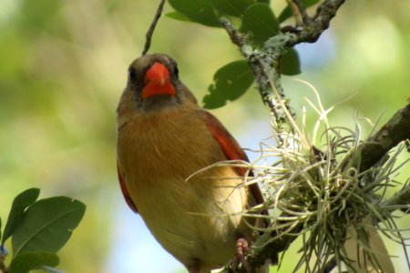 Bird Beak Cardinal Fauna photo