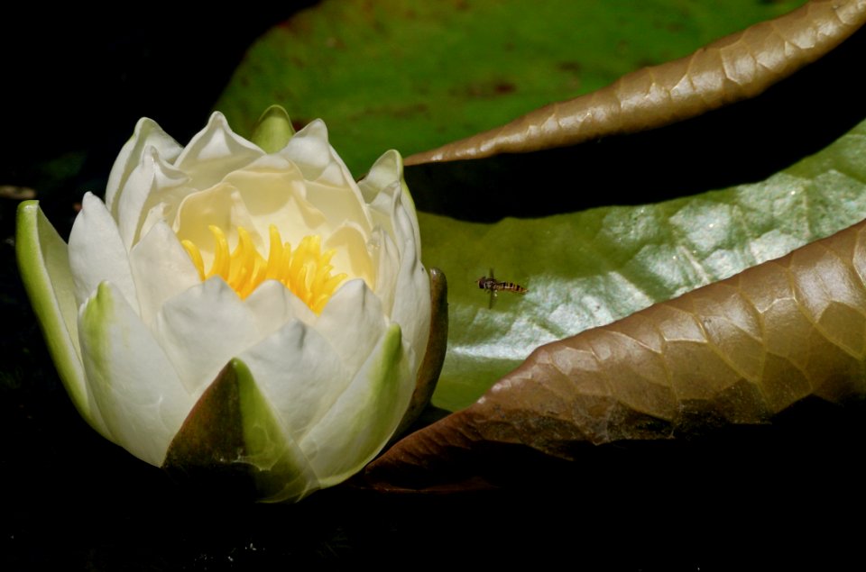 Flower Flora Leaf Close Up