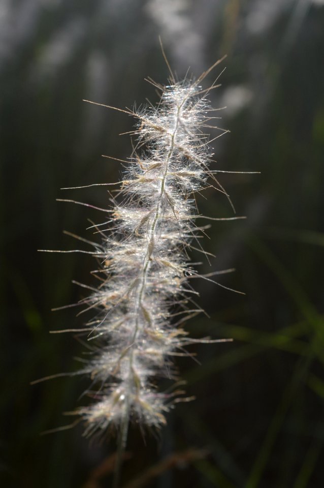 Flora Close Up Plant Macro Photography