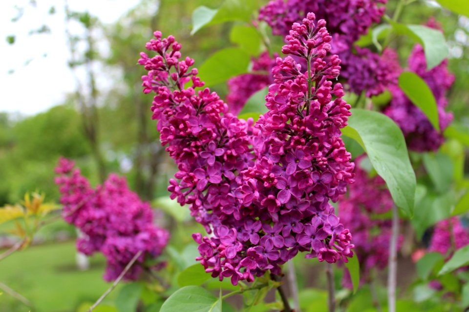 Flower Plant Lilac Annual Plant photo