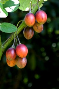 Fruit Fruit Tree Peach Branch