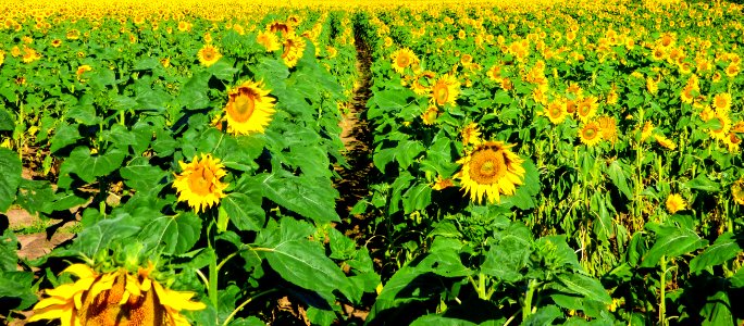 Flower Sunflower Yellow Plant