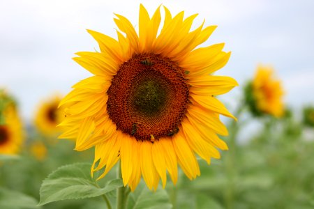 Flower Sunflower Yellow Sunflower Seed photo