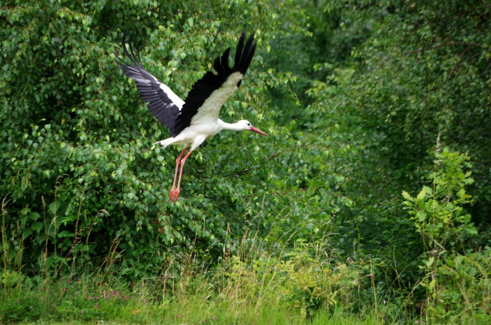 Bird White Stork Stork Ecosystem