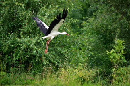 Bird White Stork Stork Ecosystem