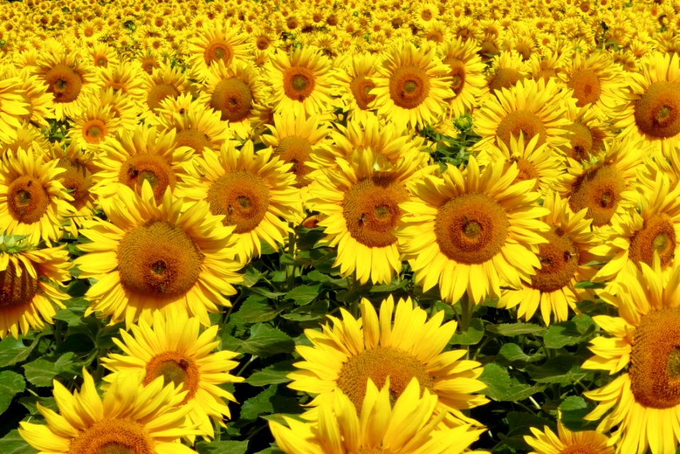 Flower Sunflower Yellow Flowering Plant