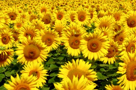 Flower Sunflower Yellow Flowering Plant