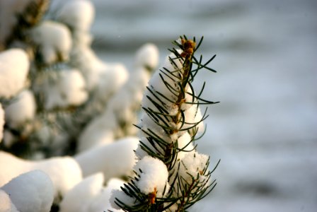 Branch Plant Twig Flora