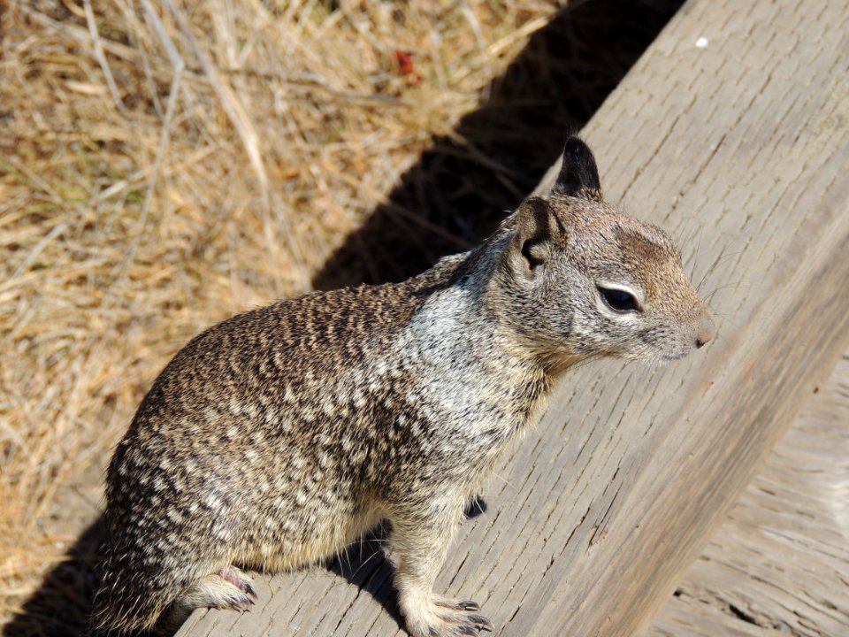 Squirrel Mammal Fauna Fox Squirrel photo