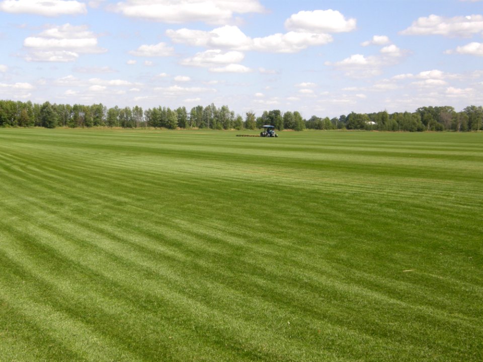 Grassland Field Grass Plain