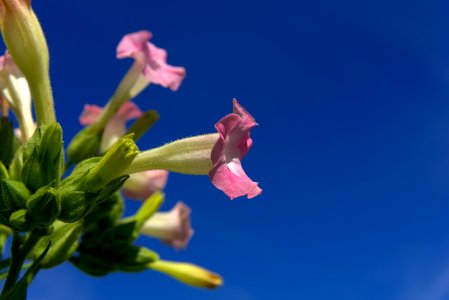 Sky Flower Plant Flora
