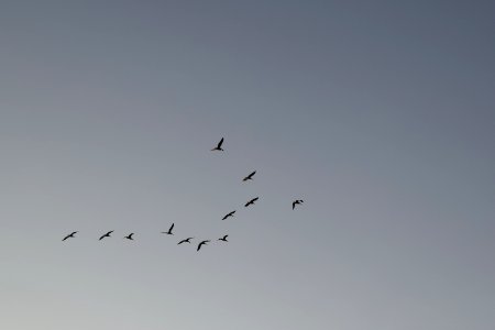Sky Bird Migration Flock Animal Migration photo