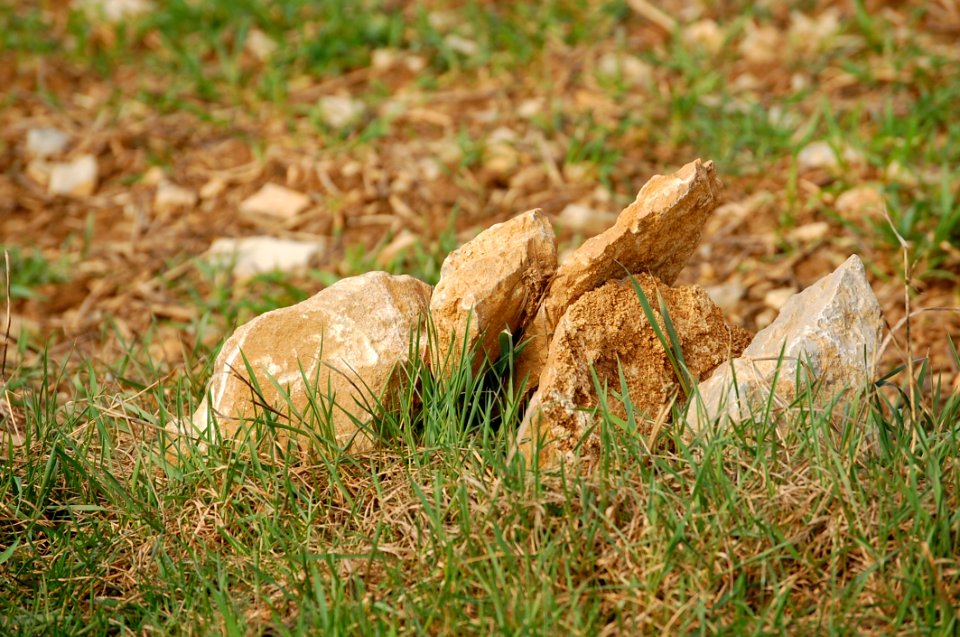 Grass Ecosystem Fauna Grass Family