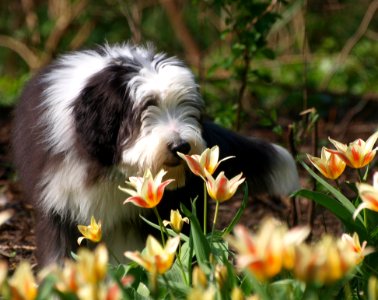 Dog Breed Dog Like Mammal Dog Bearded Collie photo