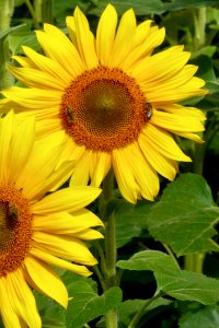 Flower Sunflower Yellow Sunflower Seed