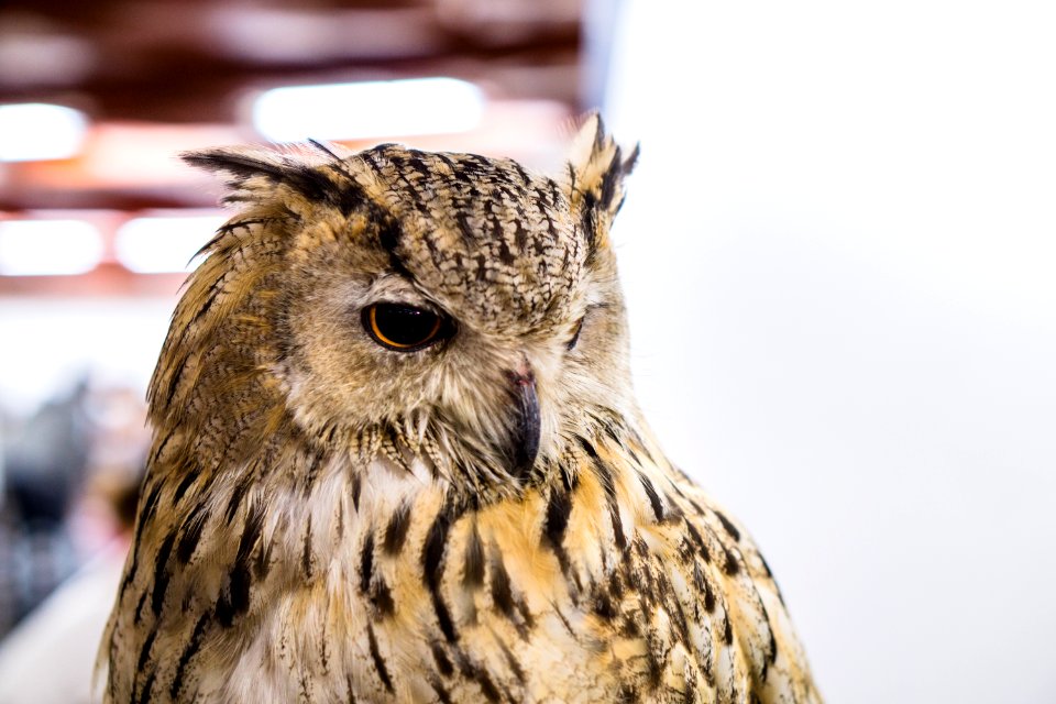 Owl Bird Beak Bird Of Prey