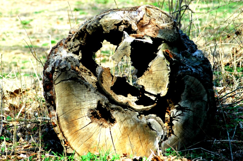 Grass Tree Plant Trunk