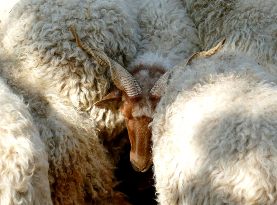 Sheep Goats Fur Cow Goat Family