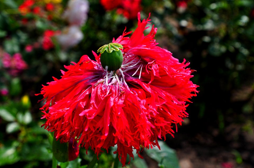Flower Red Plant Flora