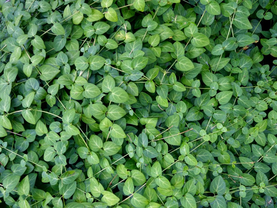 Plant Leaf Grass Groundcover