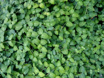 Plant Leaf Grass Groundcover