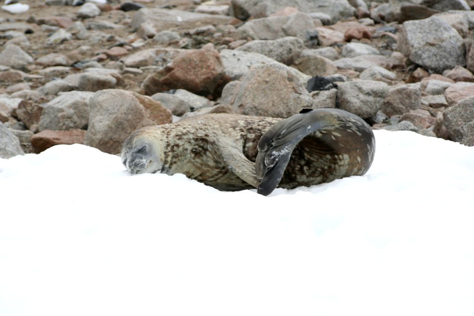 Harbor Seal Seals Fauna Marine Mammal