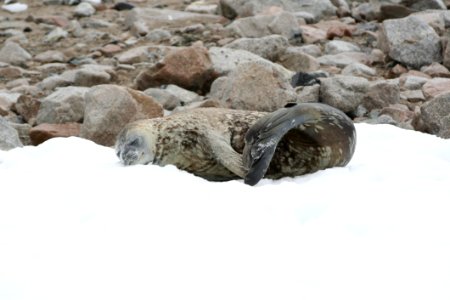 Harbor Seal Seals Fauna Marine Mammal