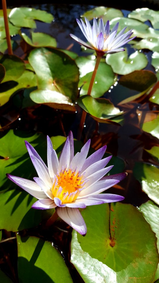 Flower Plant Flora Leaf