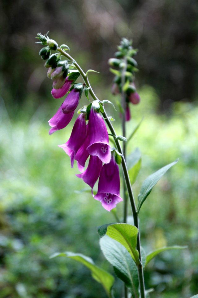 Flower Plant Flora Digitalis