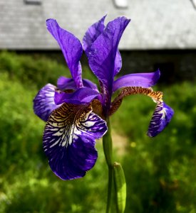Flower Plant Flowering Plant Iris Versicolor