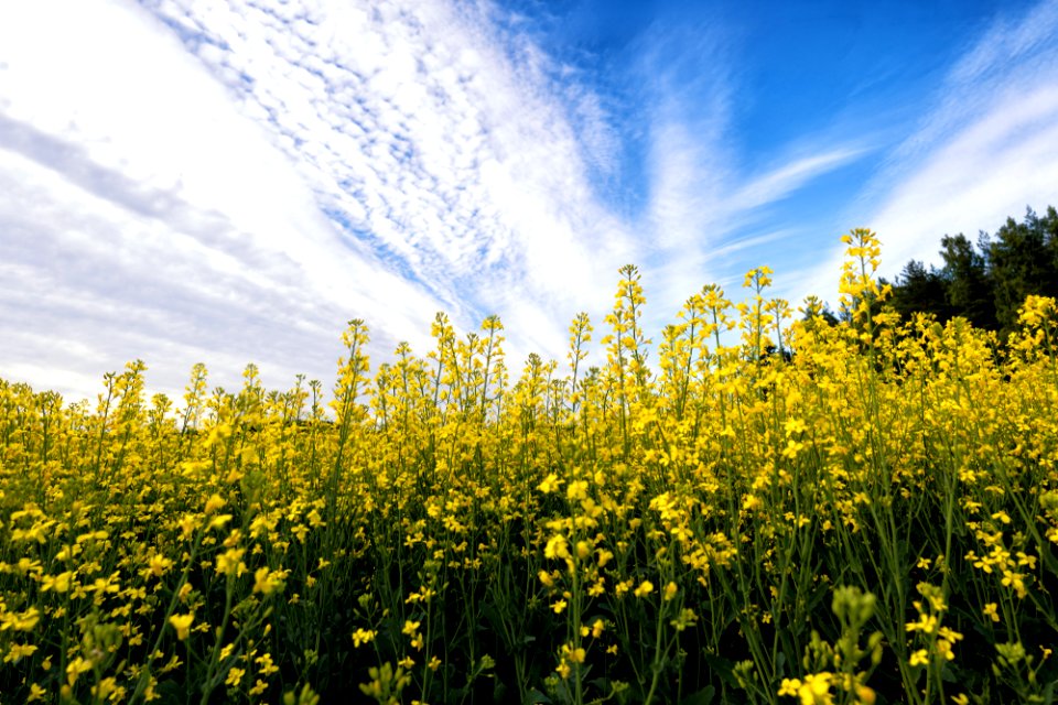 Rapeseed Yellow Canola Field