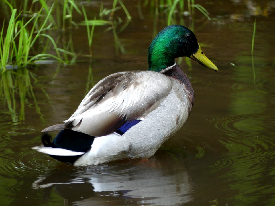 Bird Duck Mallard Water Bird