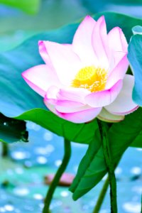 Flower Lotus Sacred Lotus Aquatic Plant photo