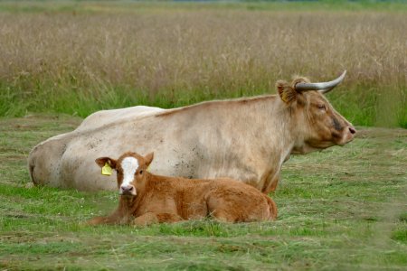 Cattle Like Mammal Grassland Pasture Grazing photo
