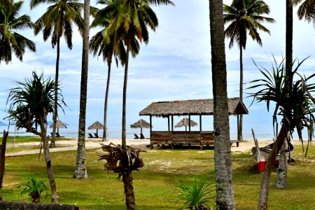 Property Resort Palm Tree Arecales photo