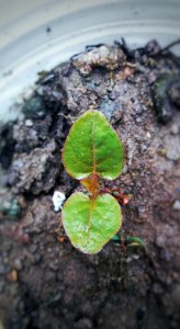 Leaf Plant Flora Soil photo