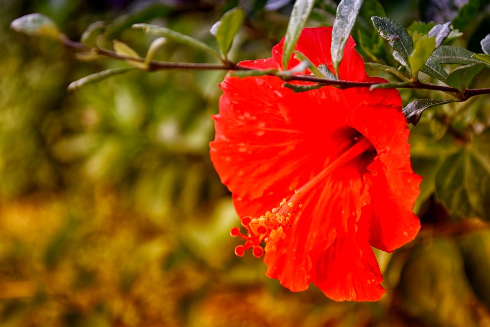 Flower Flora Vegetation Plant