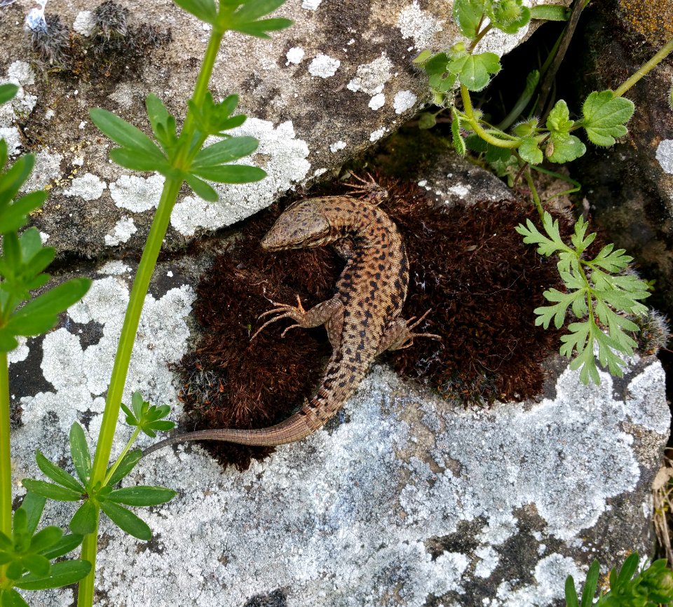 Fauna Flora Plant Reptile