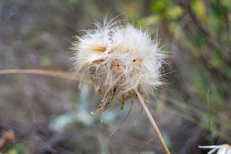 Flora Plant Flower Dandelion